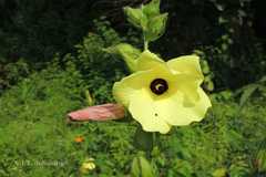 Abelmoschus moschatus